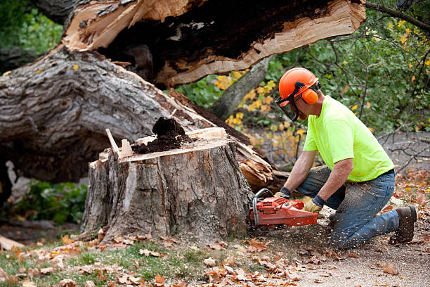 Best Tree Disease Treatment  in Pomeroy, OH